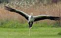 70 Secretary Bird Hawk Conservancy Trust